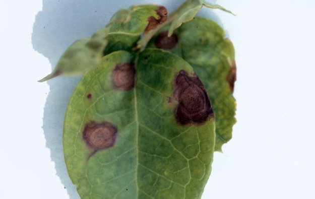 Філлостіктозна плямистість листків лохини