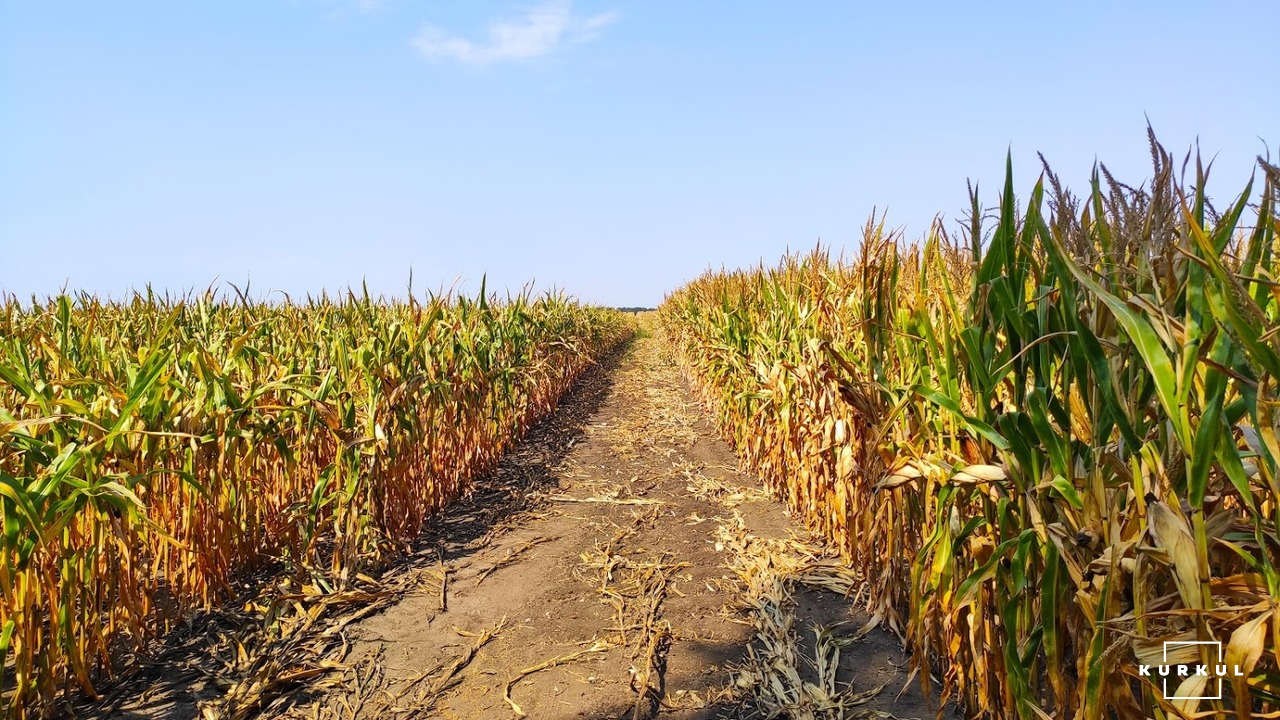 Як вибрати силосний гібрид кукурудзи та гербіцидний захист— приклад ФГ «Тетяна 2011» фото 5 LNZ Group
