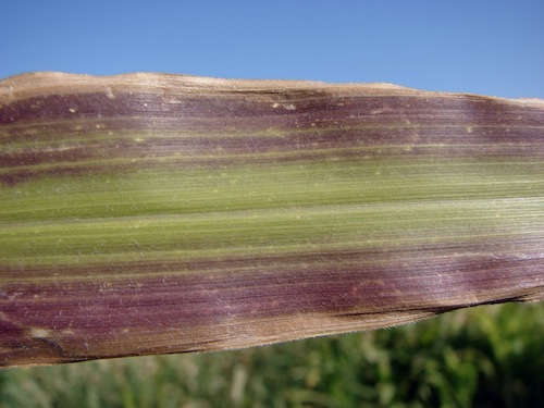 Листок кукурудзи фіолетового кольору, що свідчить про дефіцит фосфору