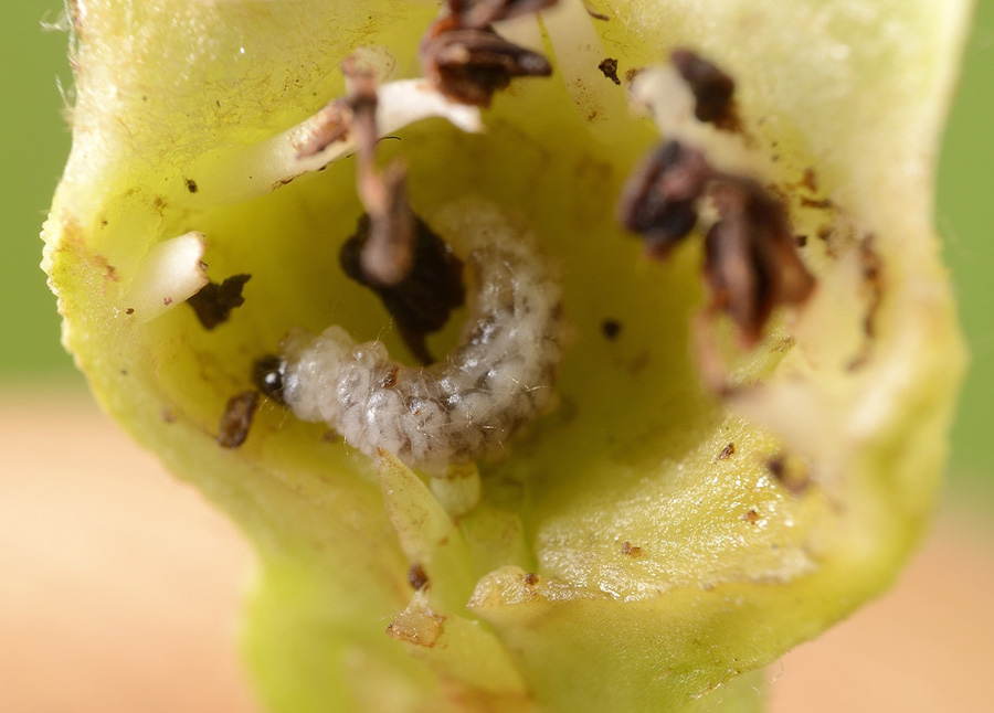 Квіткоїд яблуневий (Anthonomus pomorum L.) 