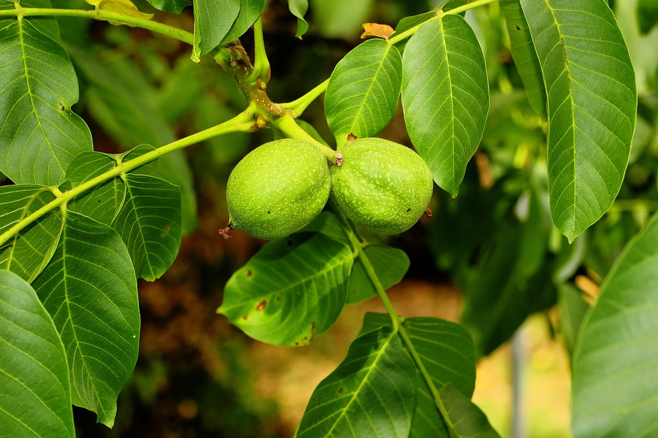 Плоди горіха на дереві