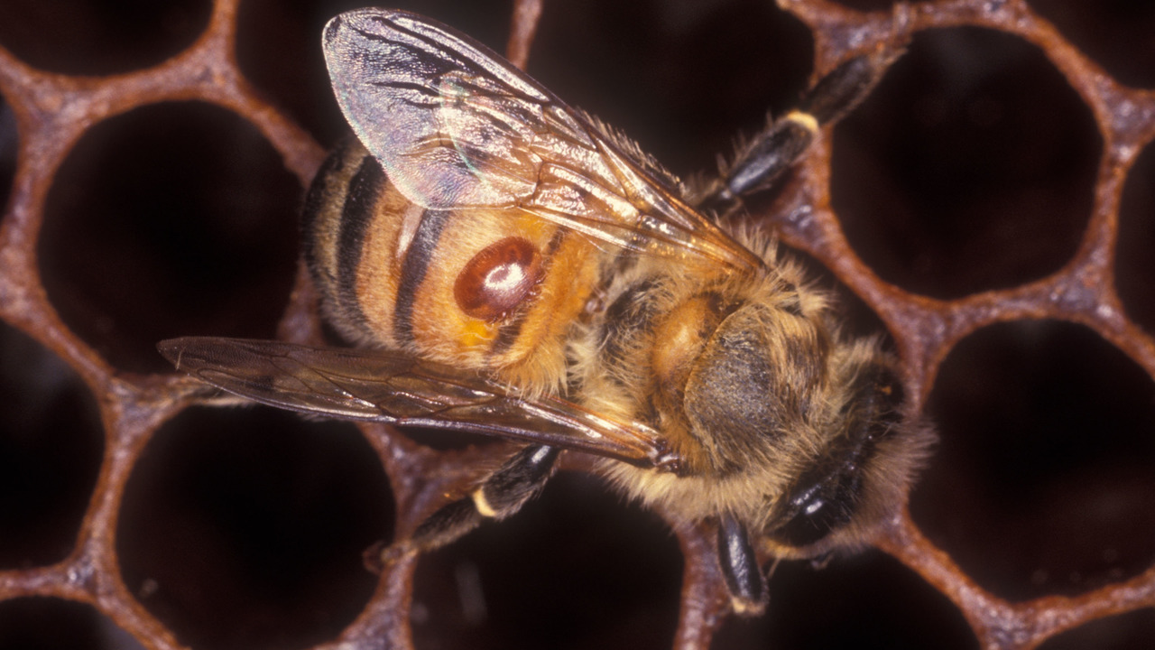 Тропилелапсоз пчел. Клещ варроа на пчеле. Варроатоз болезнь пчел. Клещи варроа у пчел.
