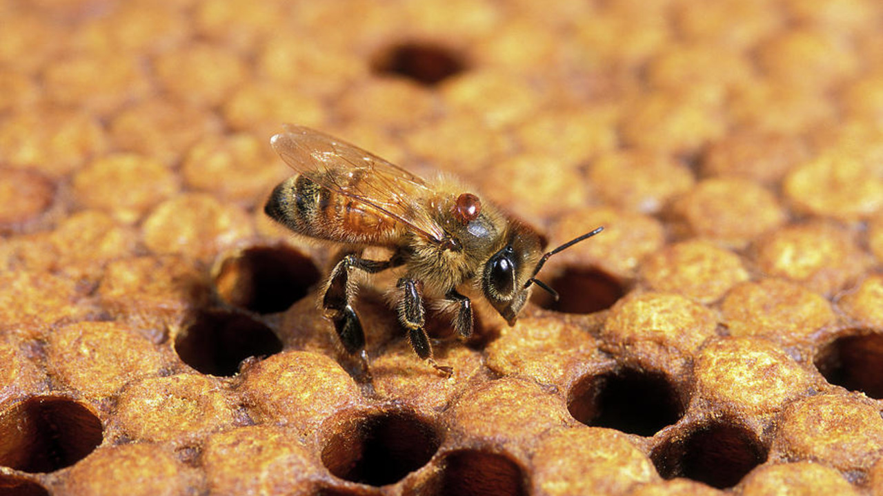 Бджола уражена кліщем Varroa