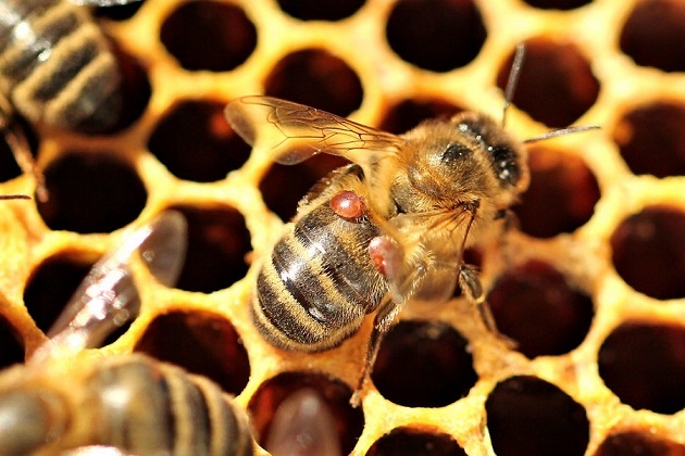 Бджоли уражені вароа