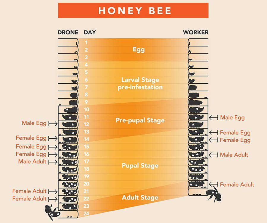 Життєвий цикл кліщів варроа на трутнях та медоносних робочих бджолах. Кліщі вароа розмножуються в запечатаних комірках медоносних бджіл. Через повільніший розвиток трутнів кліщі варроа переважно інфікують трутневі комірки, які потім можуть бути використані як пастки.