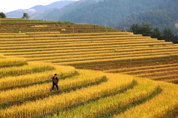 Рисові поля у В'єтнамі