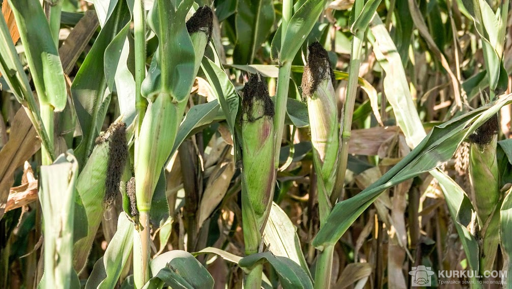 Посіви кукурудзи