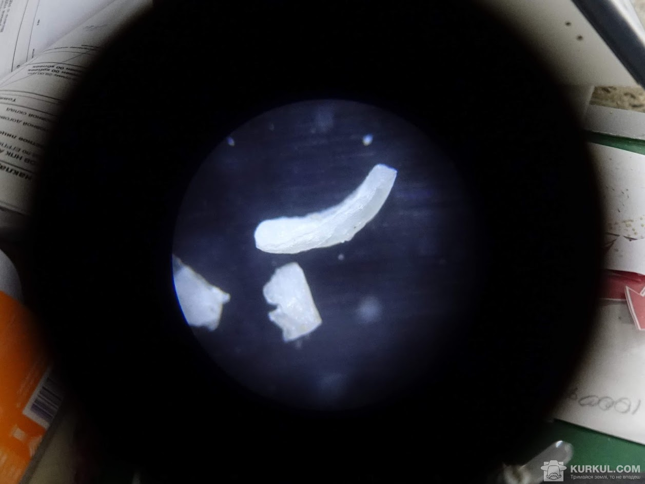 Зародок амаранту під мікроскопом