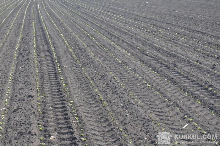 Посіви буряків  цукрових, де застосовувався гербіцид компанії UKRAVIT