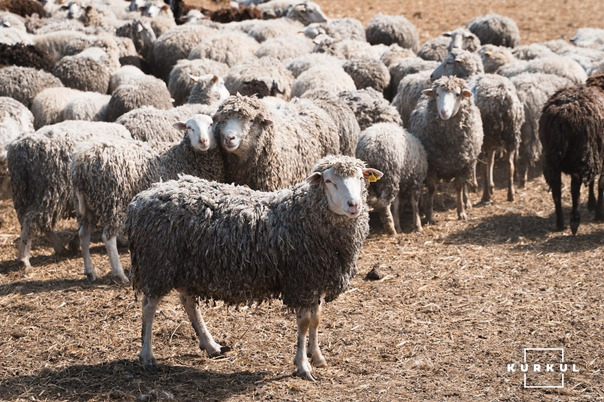 Вівці господарства "Соснова"
