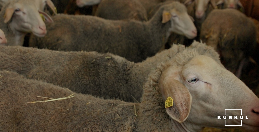 Мериноландшафська порода овець