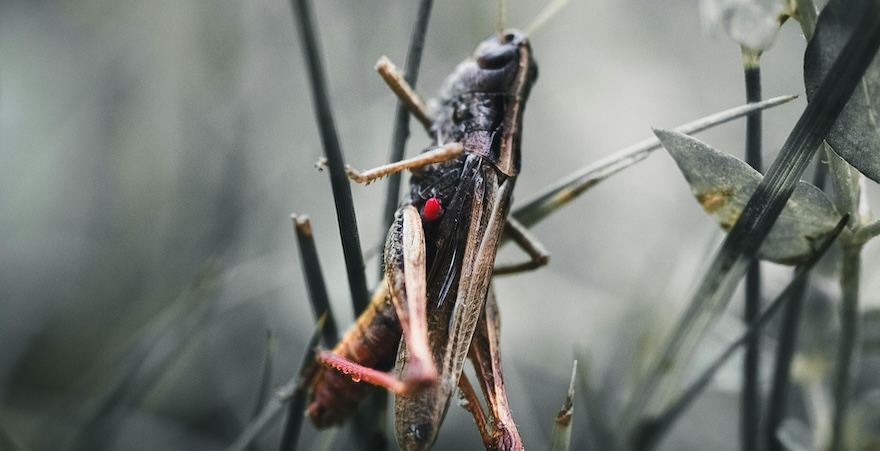 Сарана Фото:iStock