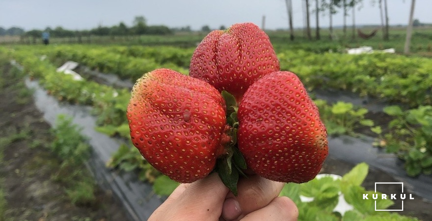 Суниця садова, господарство Victoria Farm Київська обл.