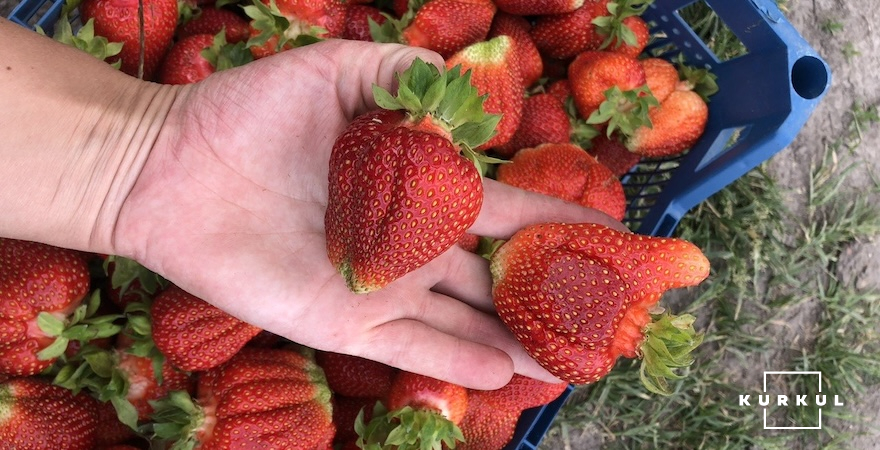 Суниця садова, господарство Victoria Farm Київська обл.