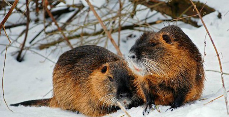 Нутрії породи стандартна