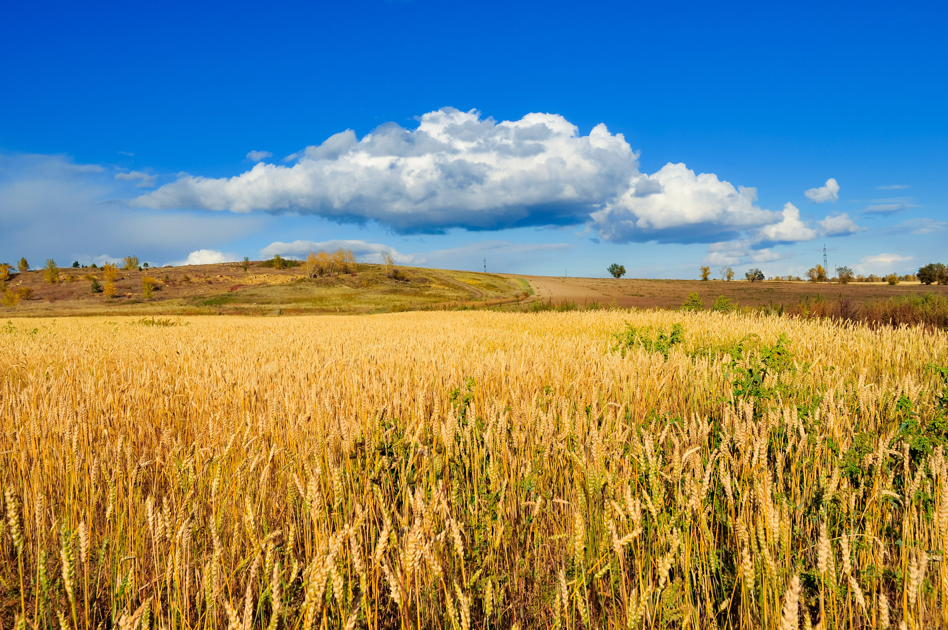 Поле пшениці ТОВ «СПП Лана»