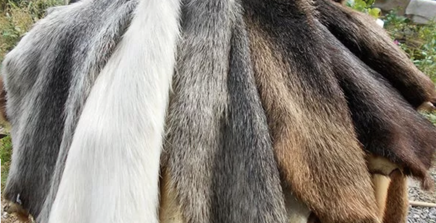 Хутро нутрій